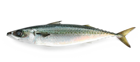 chub-mackerel – CASSUA Frozen Foods