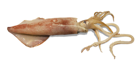 calmar géant