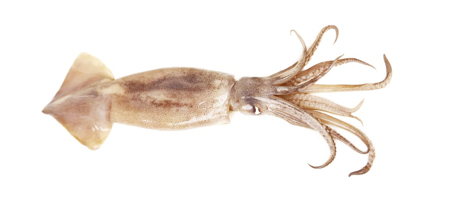 vulgaire 1
