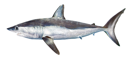 mako