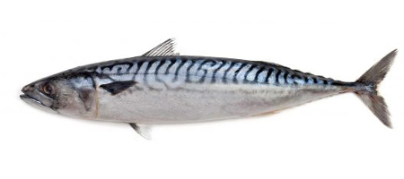scombrus
