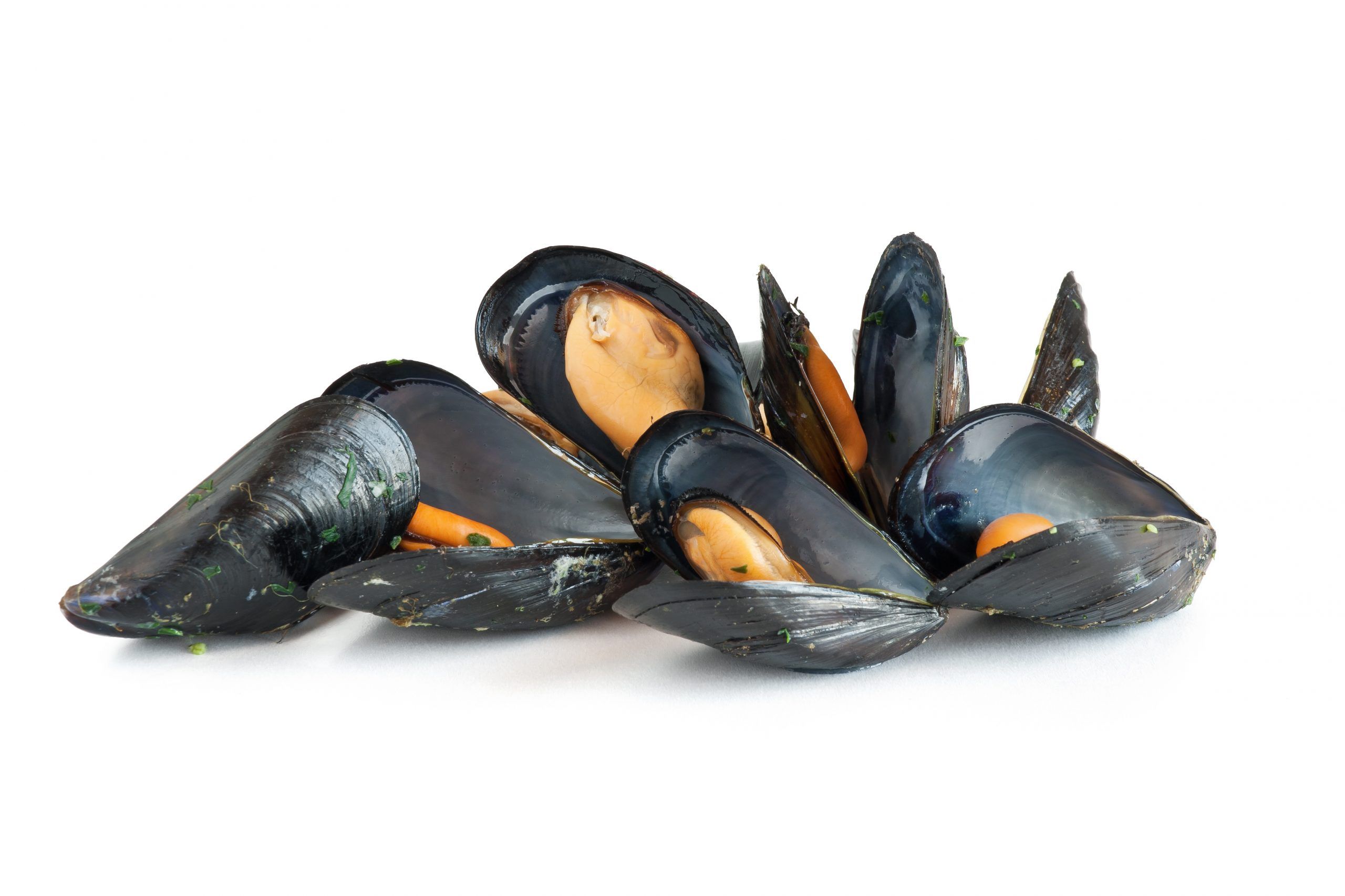 mussels
